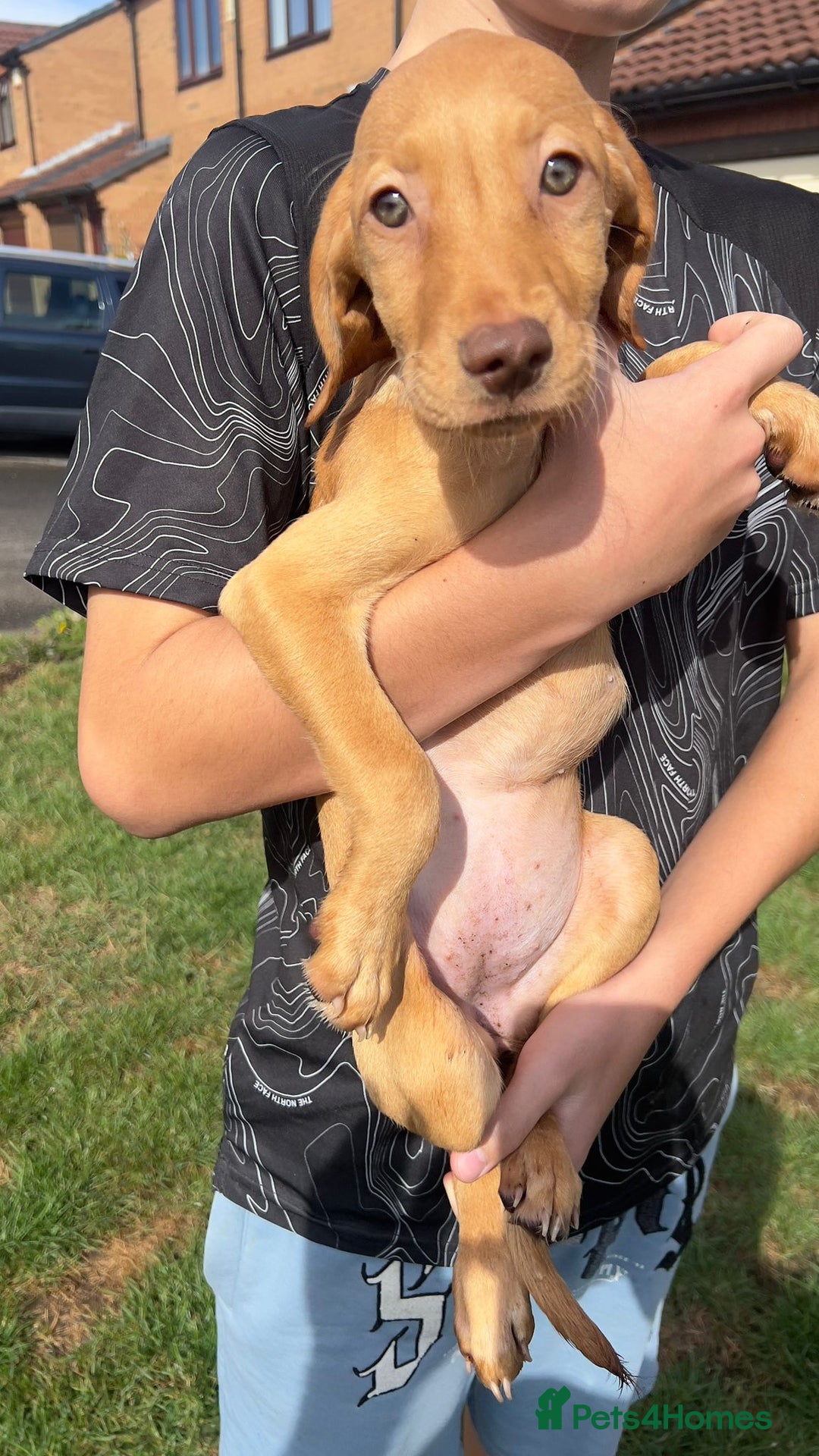 Mixed Breed dogs for sale: HUNGAROAN VIZSLADOR PUPPIES - VIZSLA x LABRADOR - Image 10