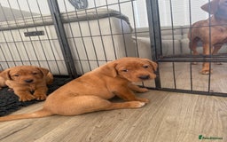 Labrador Retriever dogs for sale: KC Red fox Labrador retrievers  - Image 4