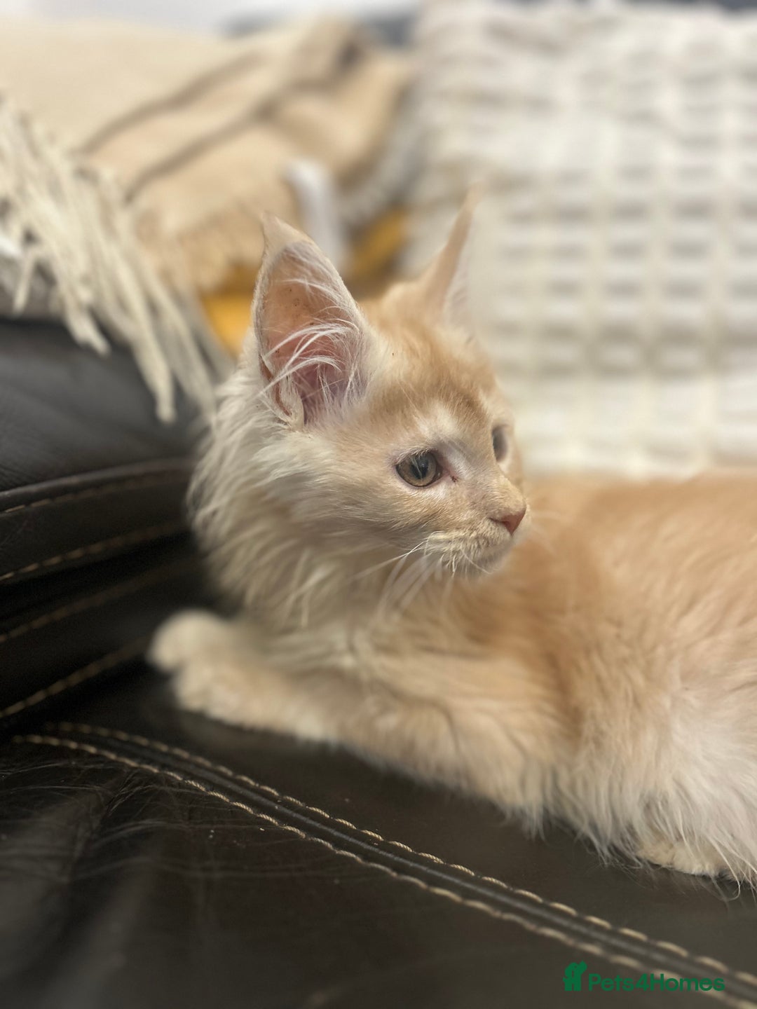 Maine Coon cats for sale: Stunning Mainecoon kittens  - Advert 39