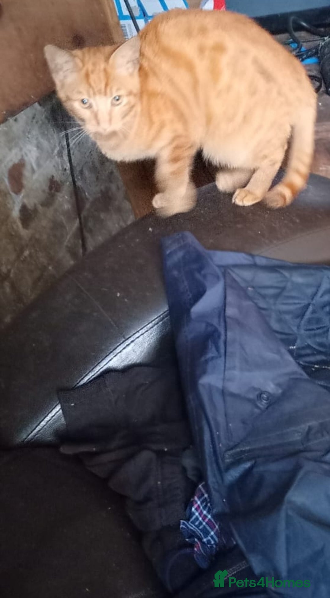 Domestic Shorthair cats for sale: beautiful kittens  - Image 7