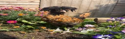 Chickens poultry for sale: Polish rooster in Preston - Advert 2