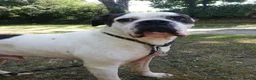 Mixed Breed dogs for adoption: CHARLIE approx 4yr old mixed breed - Advert 2