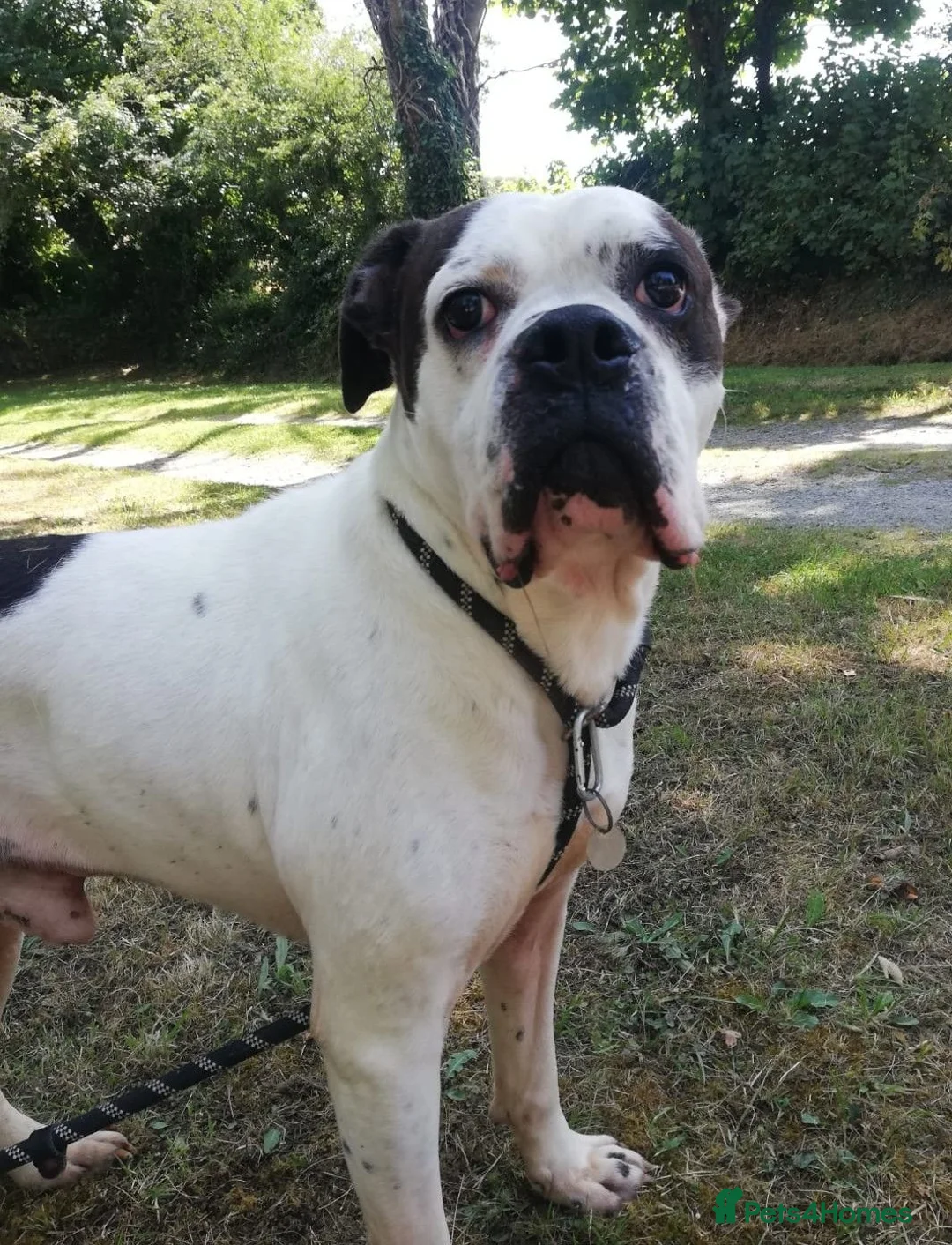 Mixed Breed dogs for adoption: CHARLIE approx 4yr old mixed breed - Advert 2