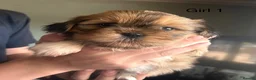 Shih Tzu dogs for sale: Beautiful Shih Tzu puppies  - Advert 4