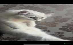 British Shorthair cats for sale: X2GCCF BritishShorthair&Longhair Kittens for Sale in Sheffield - Image 2