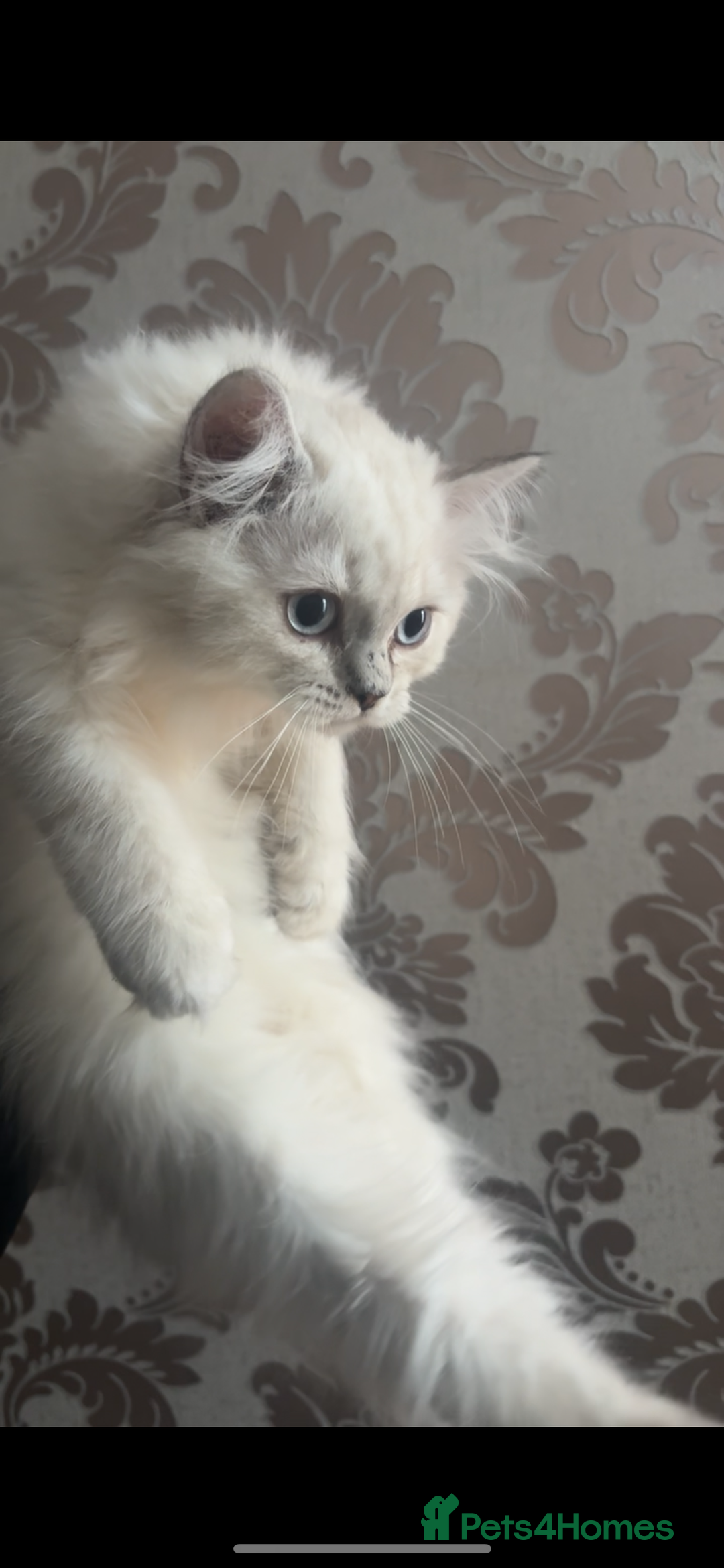 British Shorthair cats for sale: X2GCCF BritishShorthair&Longhair Kittens for Sale in Sheffield - Image 2