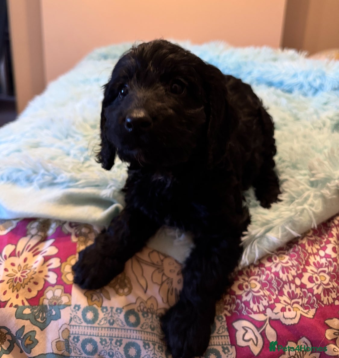 Cockapoo dogs Healthy Happy Stunning Cockapoo Puppies - Advert 6