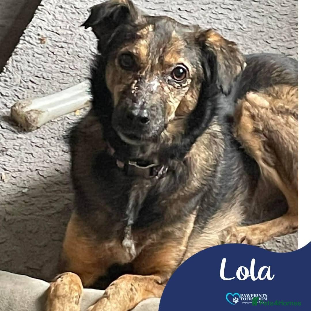 Mixed Breed dogs Meet Lola, currently residing in Dorset - Advert 1
