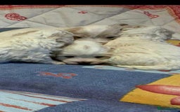 Maltese dogs for sale: Bishon Maltese  - Image 10