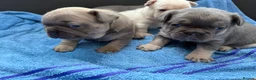 French Bulldog dogs for sale: French bulldog  in Maidstone - Advert 20