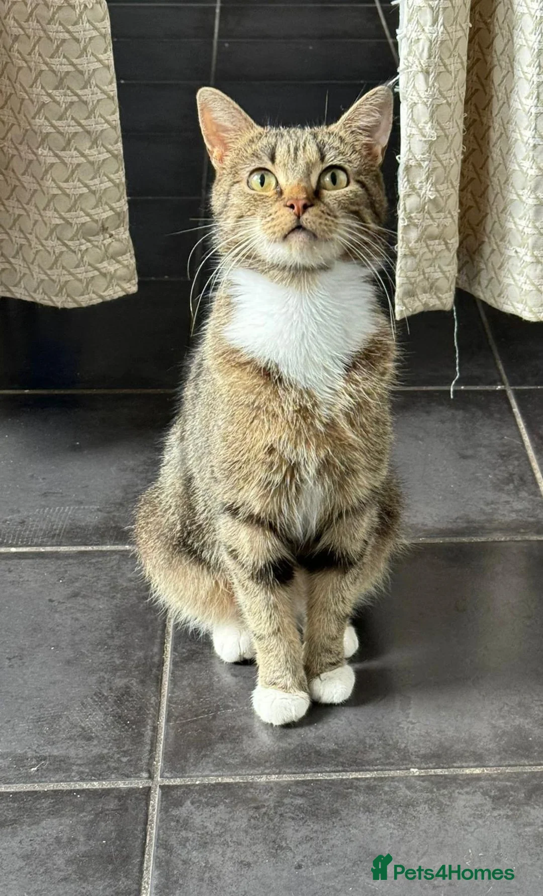 Mixed Breed cats for sale: Black/Brownish kitten  - Advert 1