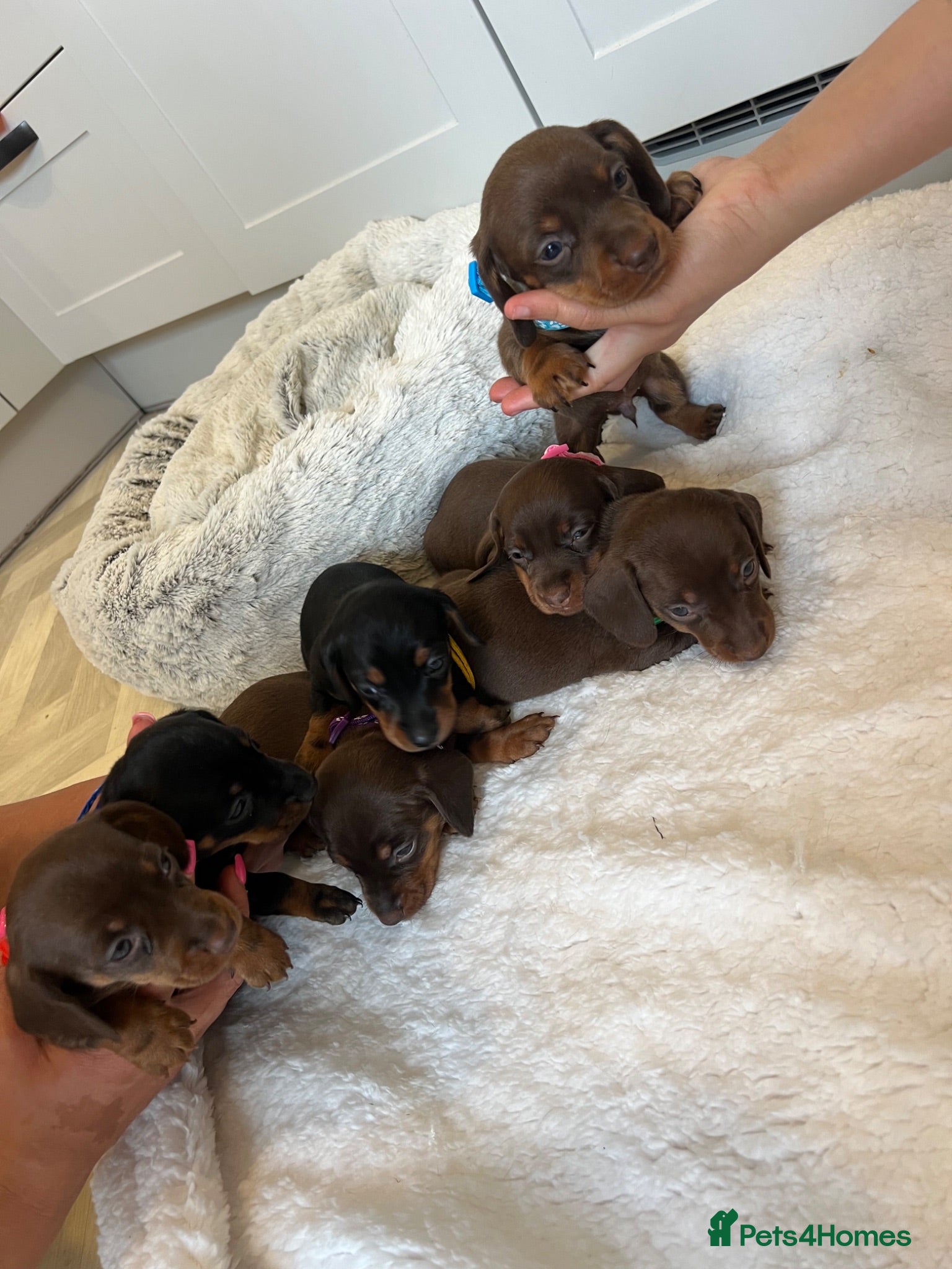 Miniature Dachshund dogs 7 miniature  Chocolate dachshund  - Advert 2