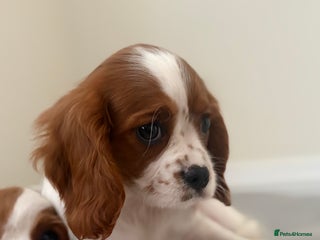 Cavalier King Charles Spaniel dogs - Advert 2