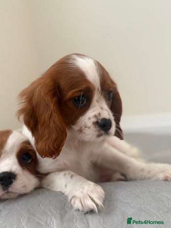 Cavalier King Charles Spaniel dogs - Advert 2