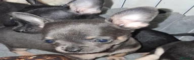 Pomchi 10