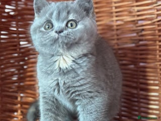 British Shorthair cats Beautiful blue cream BSH F ready before ** - Advert 12