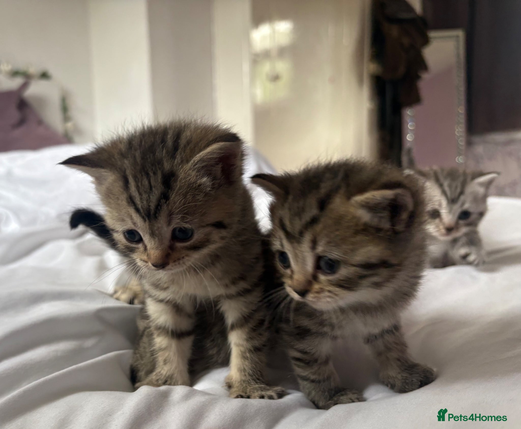 Mixed Breed cats 3 beautiful kittens looking for forever home - Advert 2