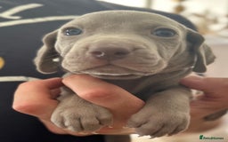 Weimaraner dogs for sale: (3 remaining!) 8 Stunning KC 🩷&💙 Weimaraner pups in Thetford - Image 13