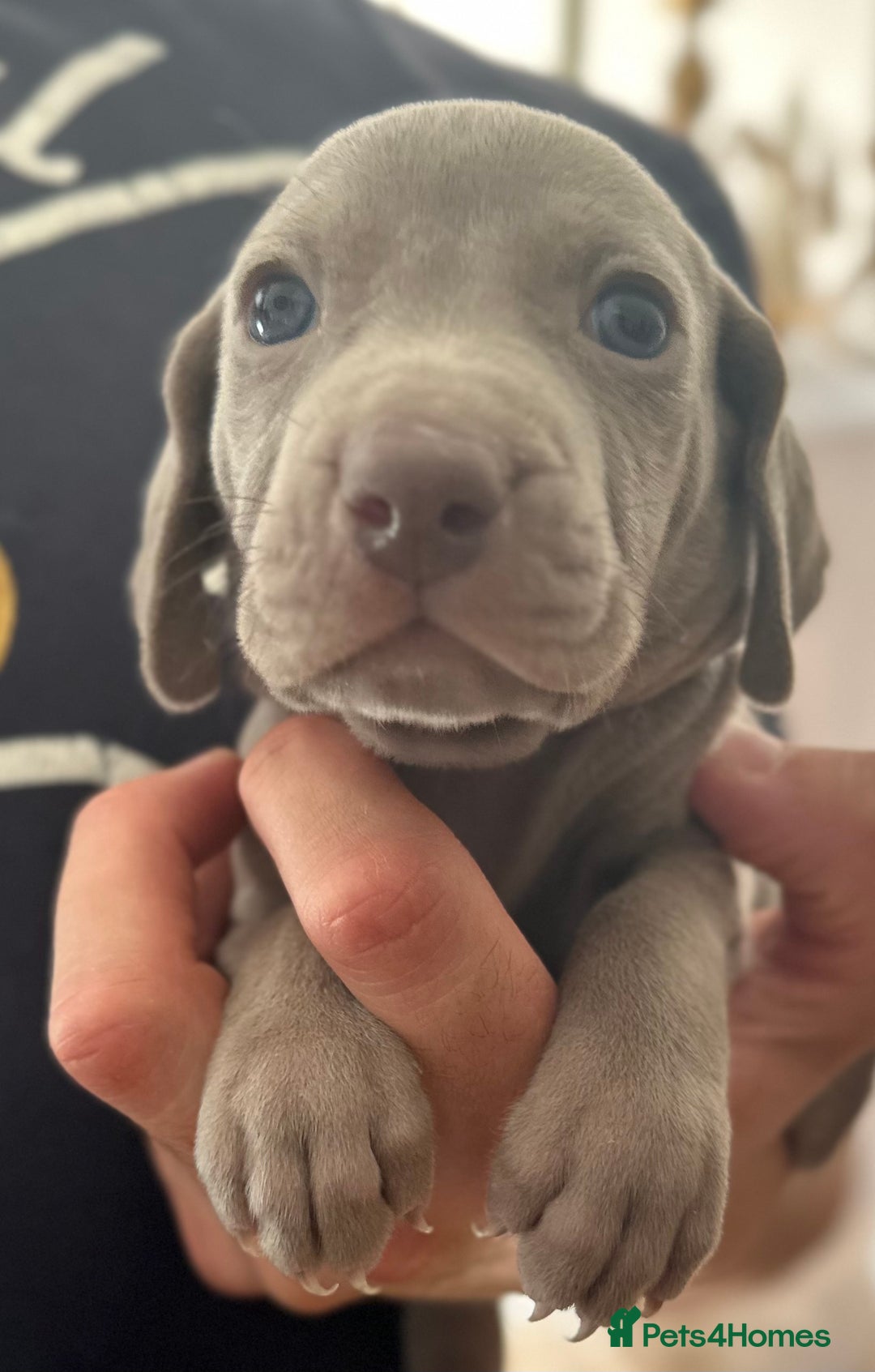 Weimaraner dogs for sale: (3 remaining!) 8 Stunning KC 🩷&💙 Weimaraner pups in Thetford - Image 13