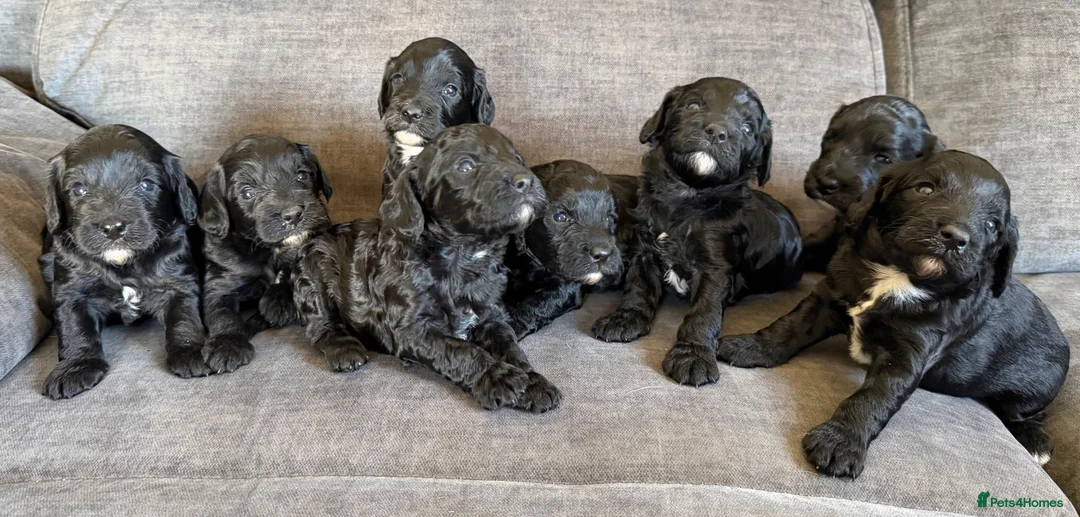 Cockapoo dogs for sale: Cockapoo puppies - Advert 1