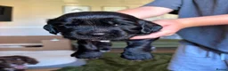 Cocker Spaniel dogs for sale: KC Reg Cocker Spaniel Puppies in Chippenham - Advert 2