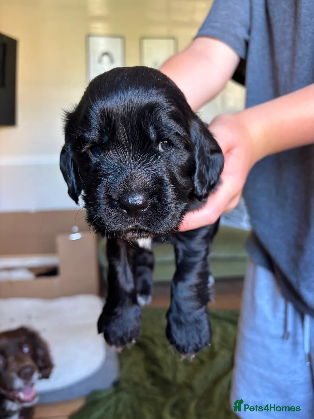 Cocker Spaniel dogs for sale: KC Reg Cocker Spaniel Puppies in Chippenham - Advert 2