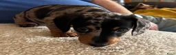 Miniature Dachshund dogs for sale: Gorgeous Litter of Miniature Dachshund Puppies - Advert 14