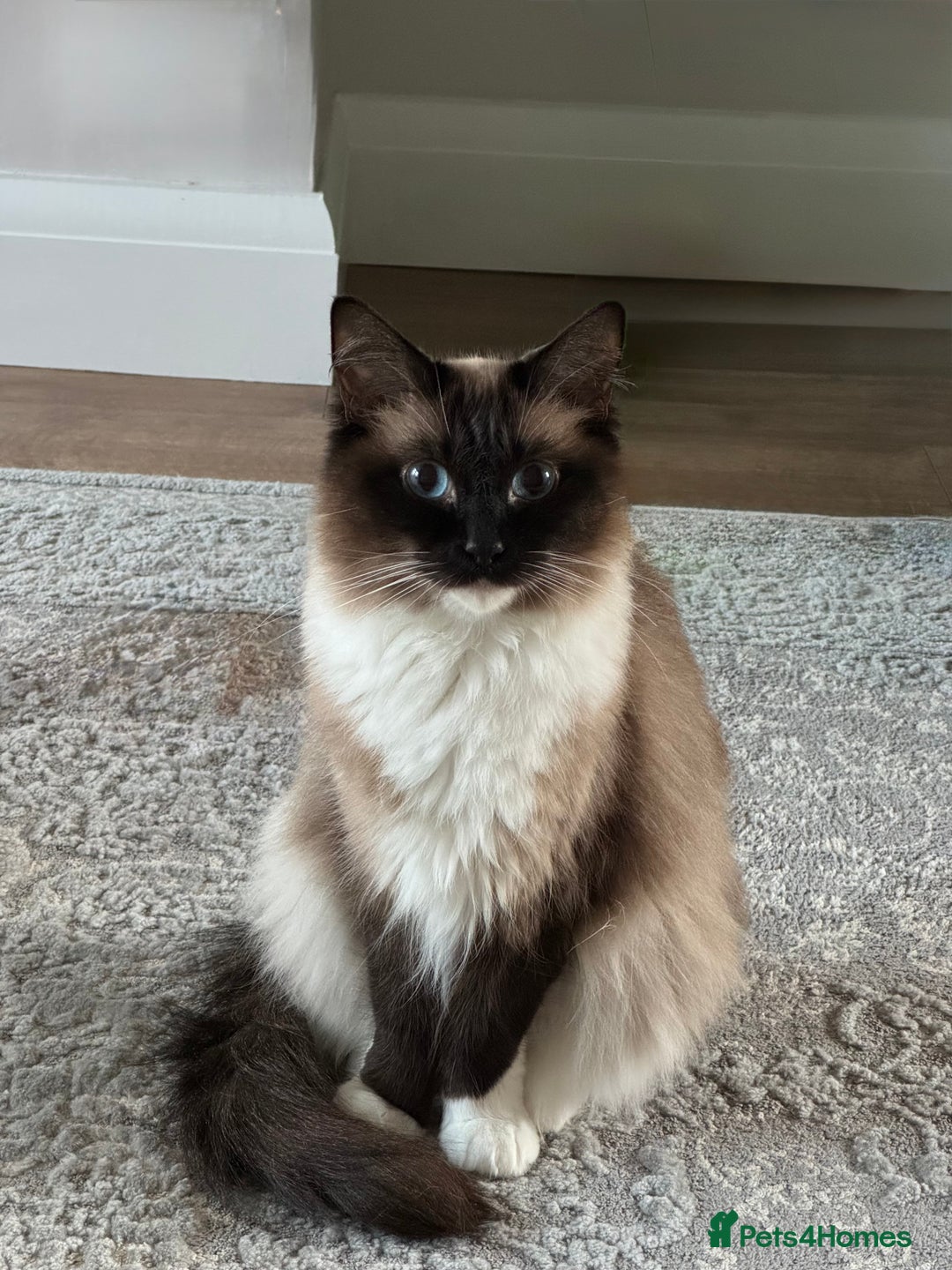 Ragdoll cats for sale: Female ragdoll - Advert 4