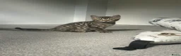 Bengal cats for sale: Bengal kittens  - Advert 8