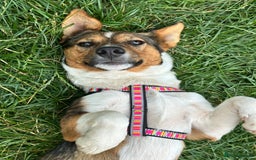Mixed Breed dogs for adoption: 💖🐶 TOFFI -2-year-old small size girl 🐶💖 - Image 2