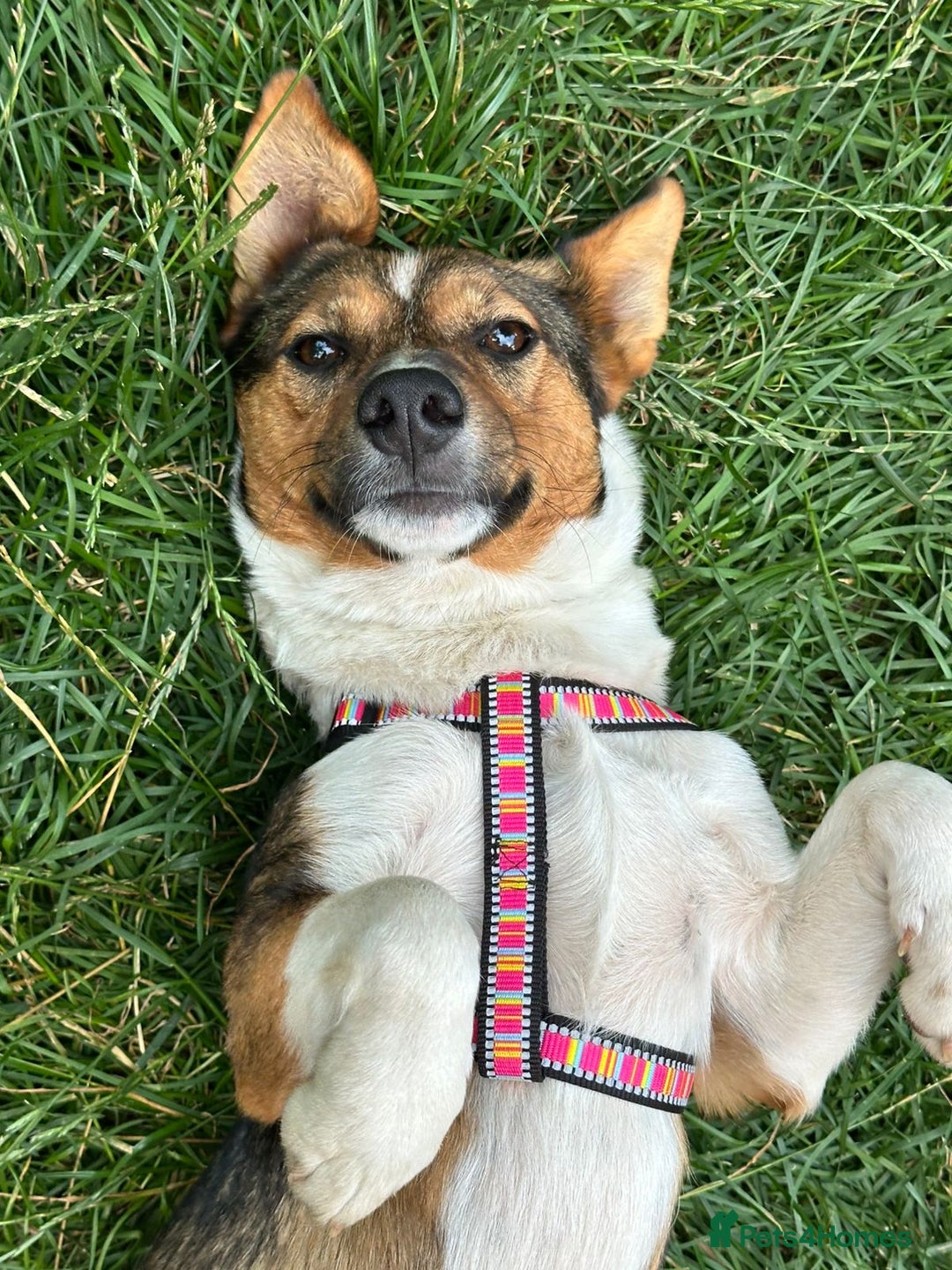 Mixed Breed dogs for adoption: 💖🐶 TOFFI -2-year-old small size girl 🐶💖 - Image 2