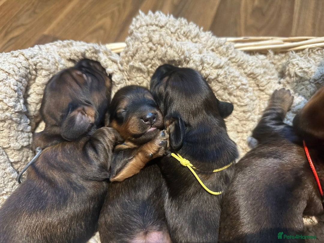 Dachshund dogs for sale: 5 beautiful long-haired Dachshunds pupps - Image 9