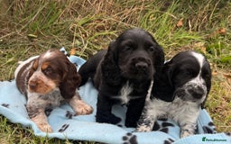 Cocker Spaniel dogs for sale: Stunning show type cocker spaniel puppies  - Image 5