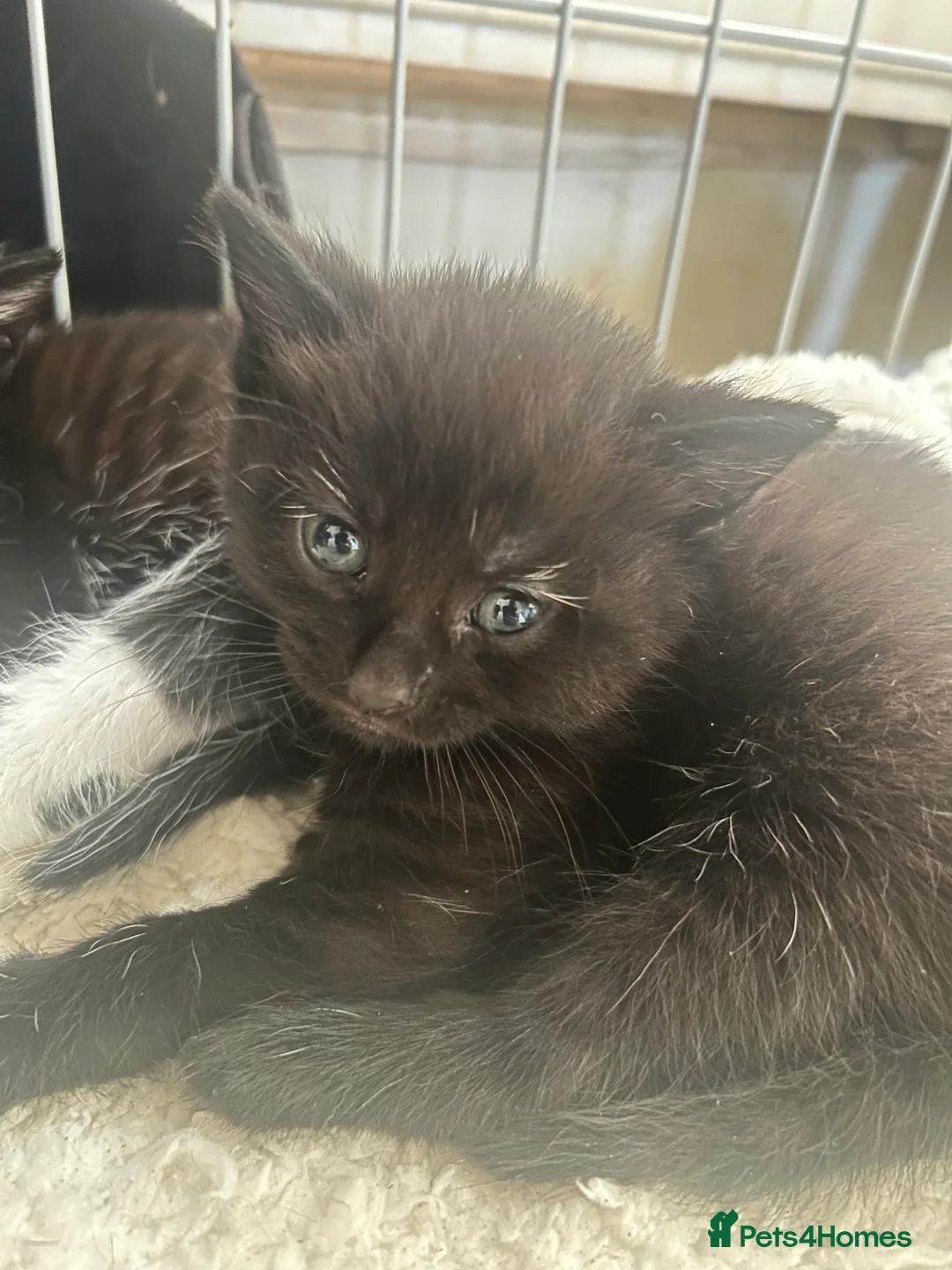 Mixed Breed cats for sale: 3 beautiful kittens. - Advert 2