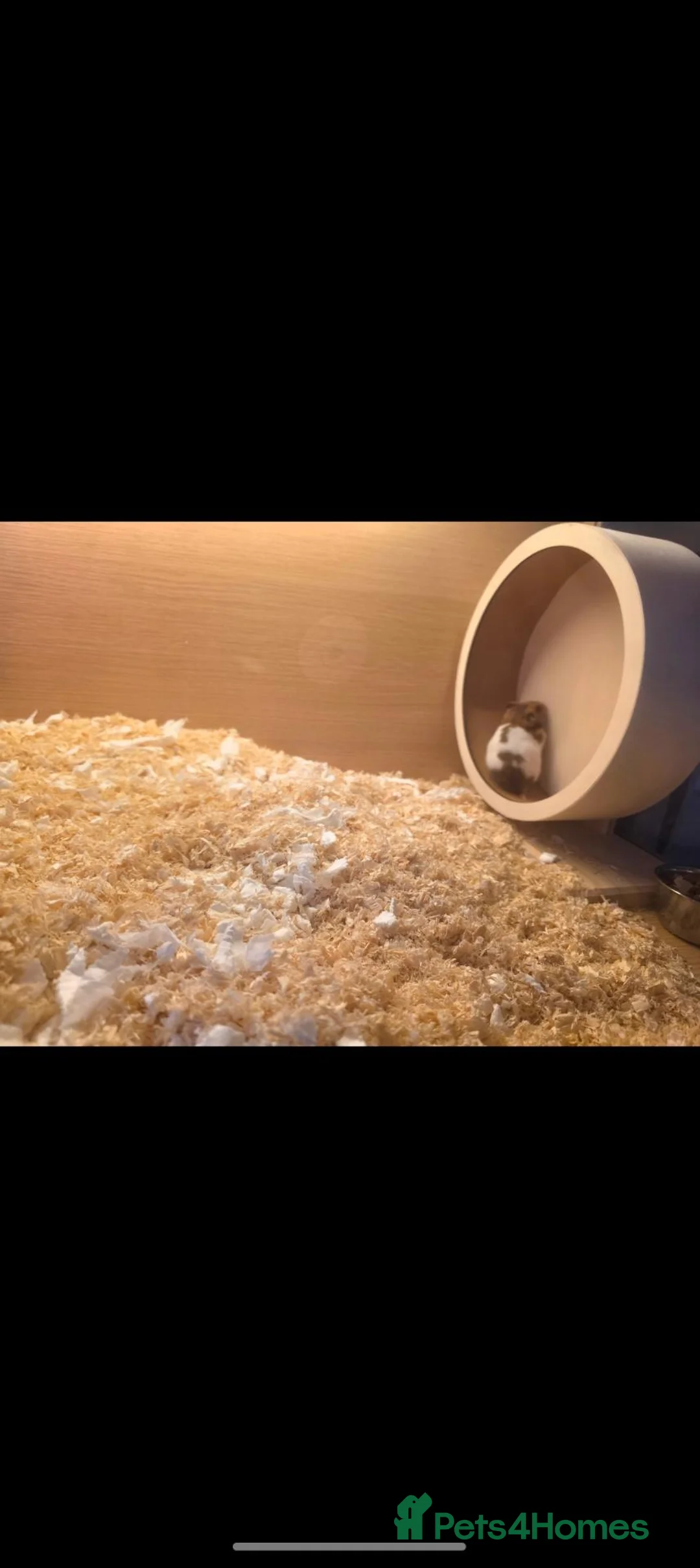Hamster rodents for sale: Hamster for sale  - Advert 2