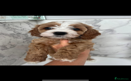 Cavapoo dogs for sale: Beautiful Health Tested F1 Cavapoos 🐶 - Image 36