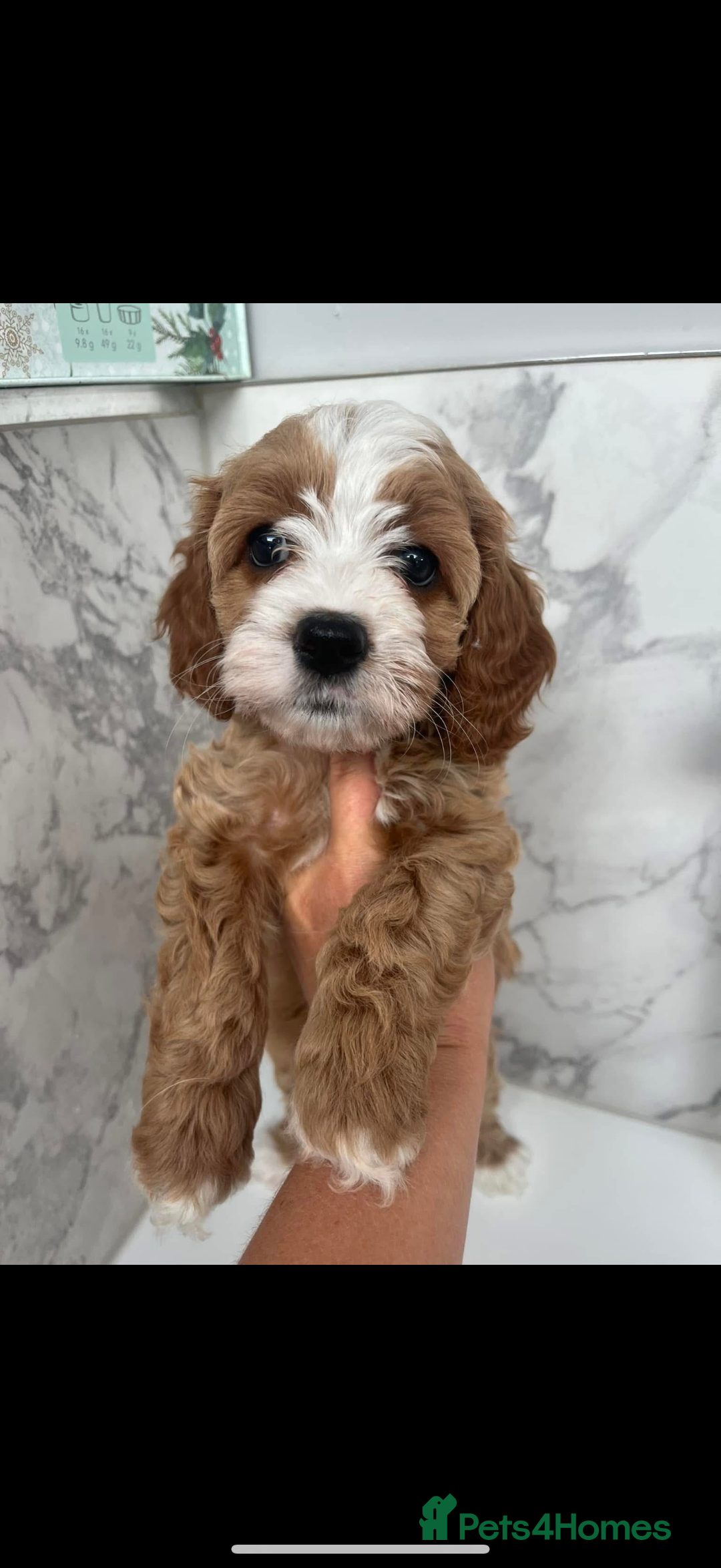 Cavapoo dogs for sale: Beautiful Health Tested F1 Cavapoos 🐶 - Image 36