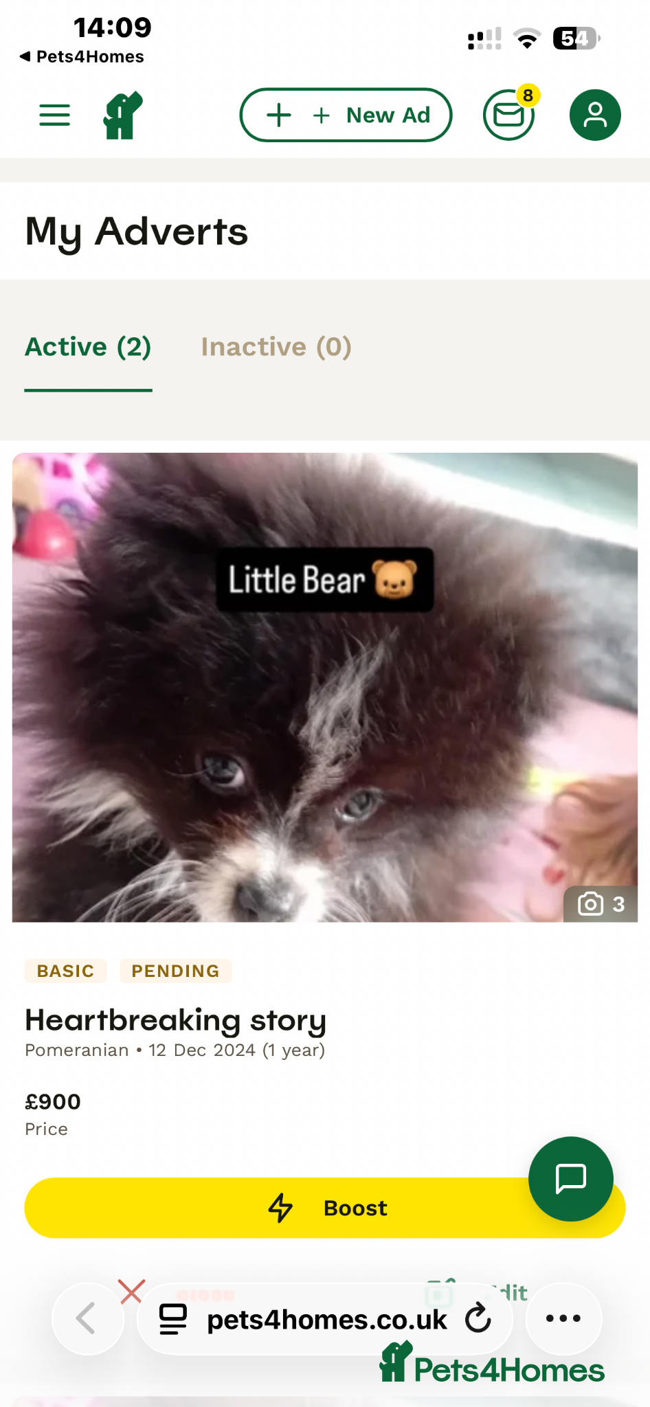 Pomeranian dogs Beautiful doggy - Advert 1