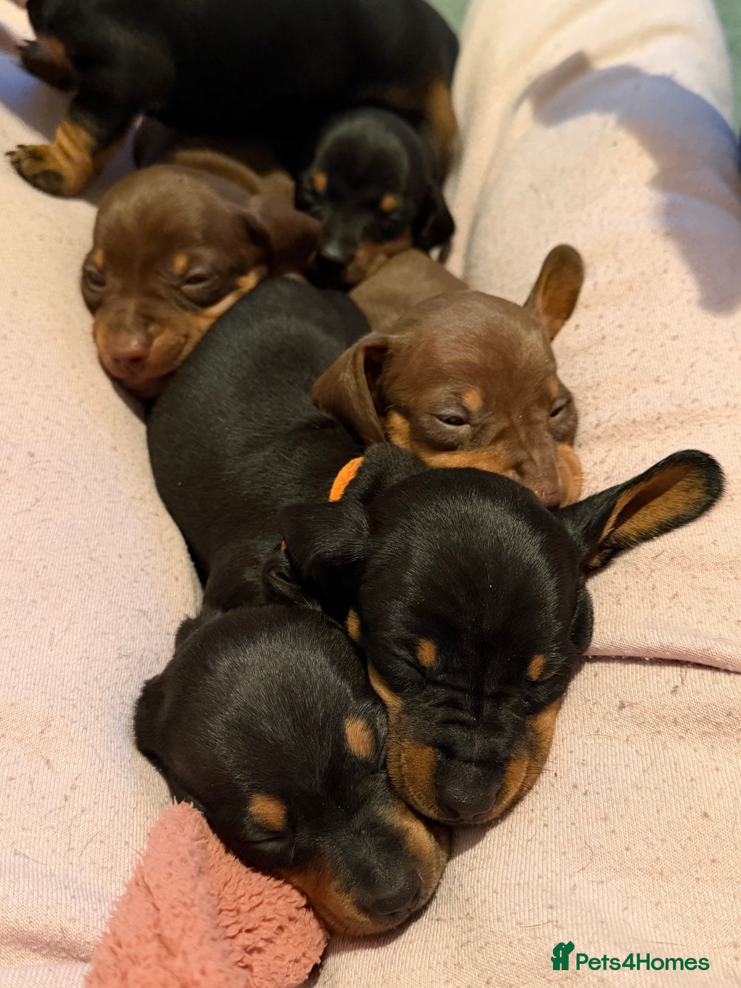 Miniature Dachshund dogs for sale: Beautiful miniatures for sale - ready 17th january - Advert 10