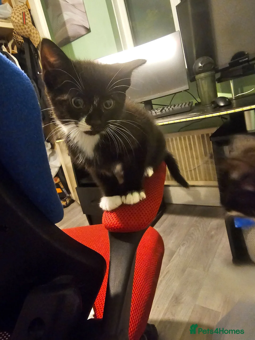 Mixed Breed cats for adoption: Kittens  in Crawley - Advert 1