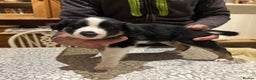 Border Collie dogs for sale: Adorable Border Collies for Sale - Advert 7