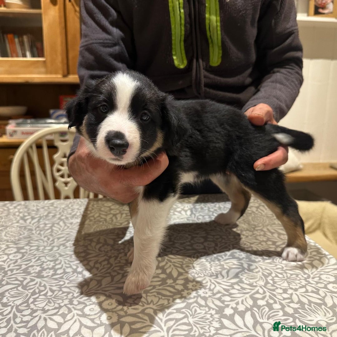 Border Collie dogs for sale: Adorable Border Collies for Sale - Advert 7