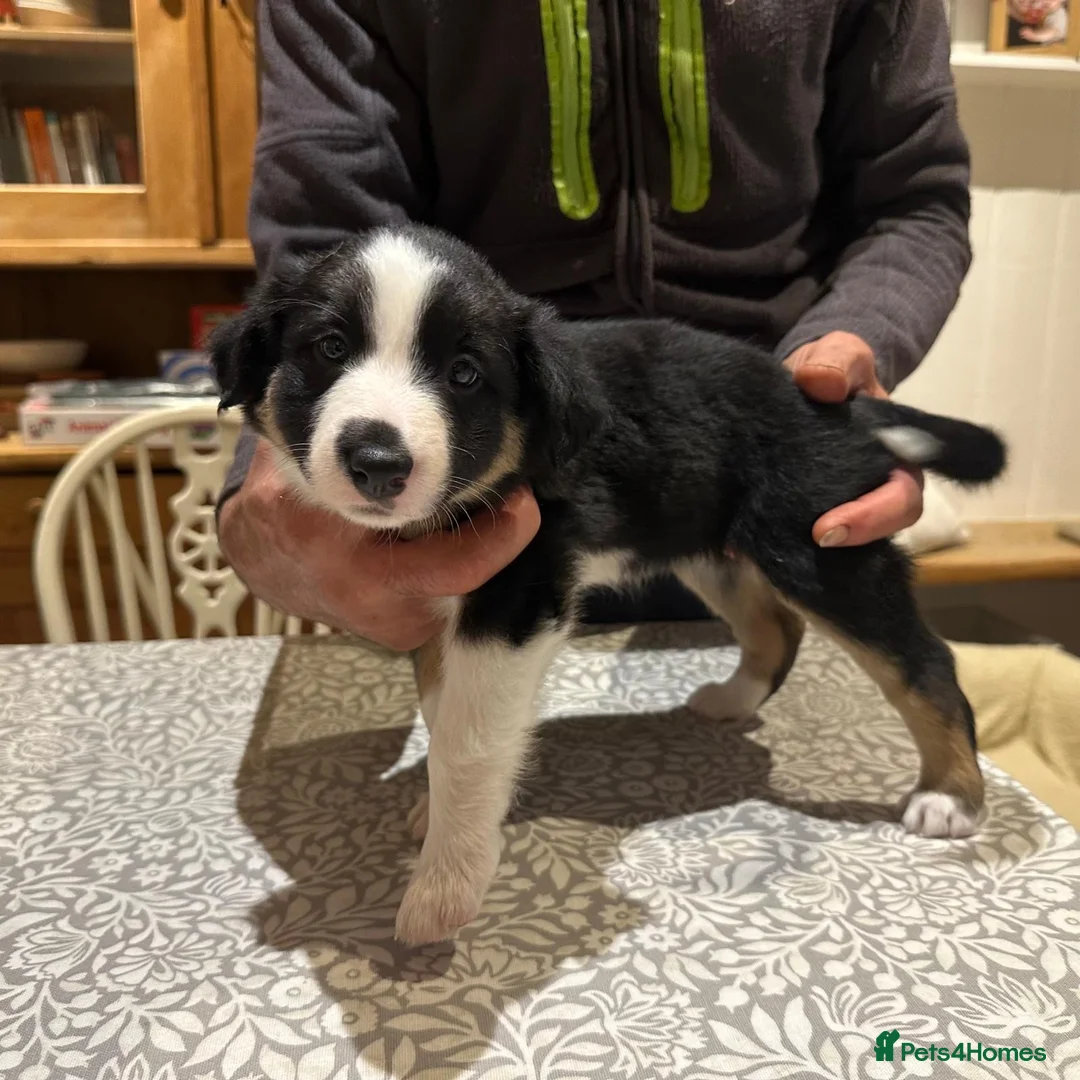 Border Collie dogs for sale: Adorable Border Collies for Sale - Advert 16