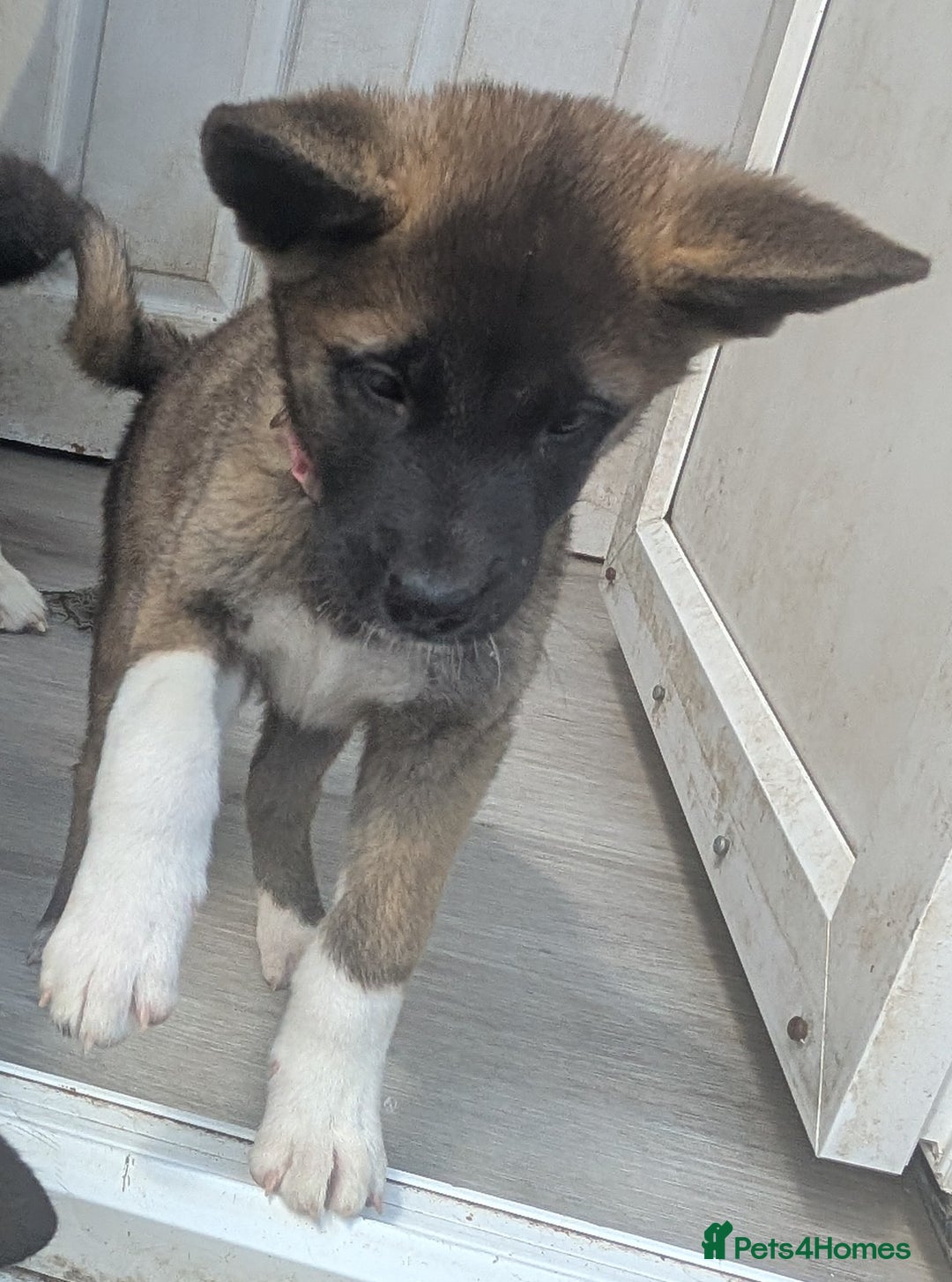 Akita dogs for sale: Akita pups READY NOW!! REDUCED  - Image 23