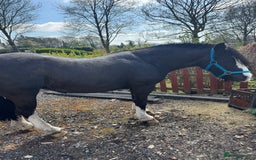 Irish Cob horses for sale: 13hh Super Safe Cob - Image 2