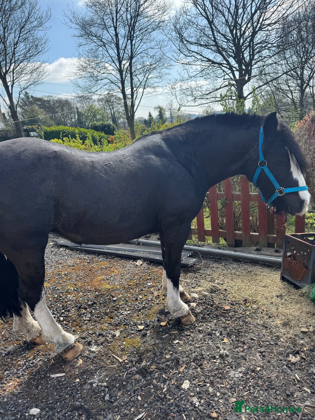 Irish Cob horses for sale: 13hh Super Safe Cob - Image 2