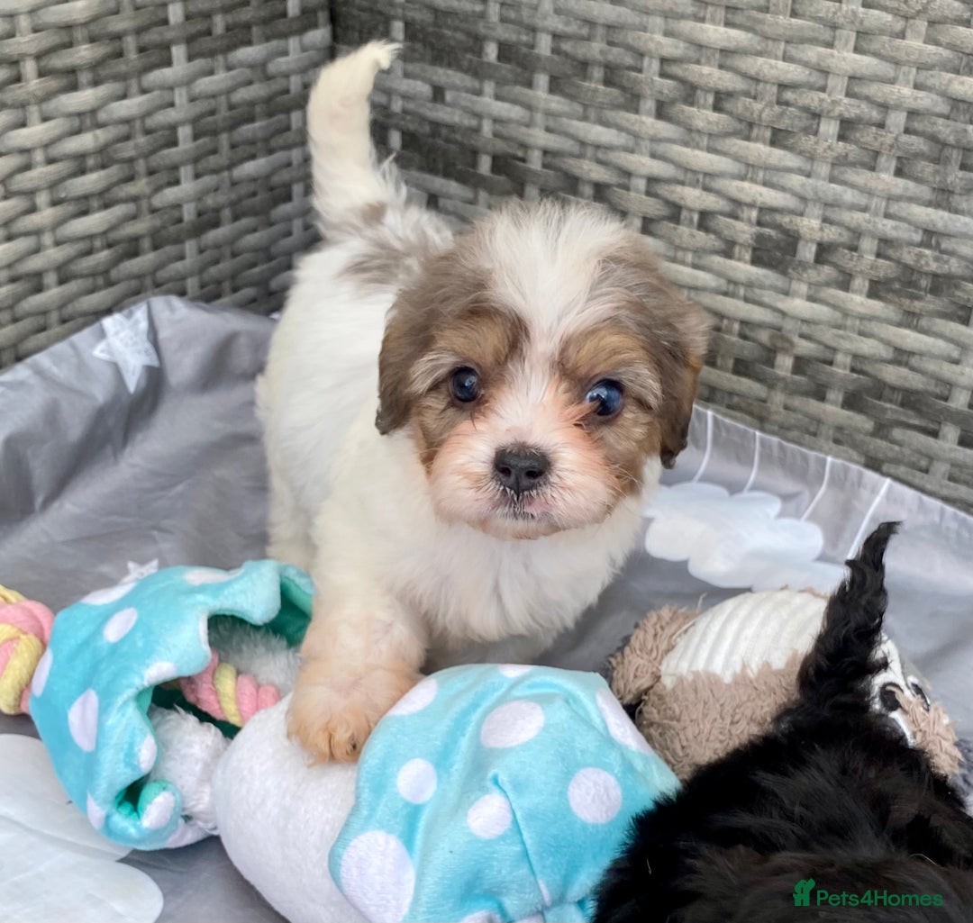 Cavapoo dogs for sale: Extensively Health tested F1 Toy Cavapoo puppies - Image 9