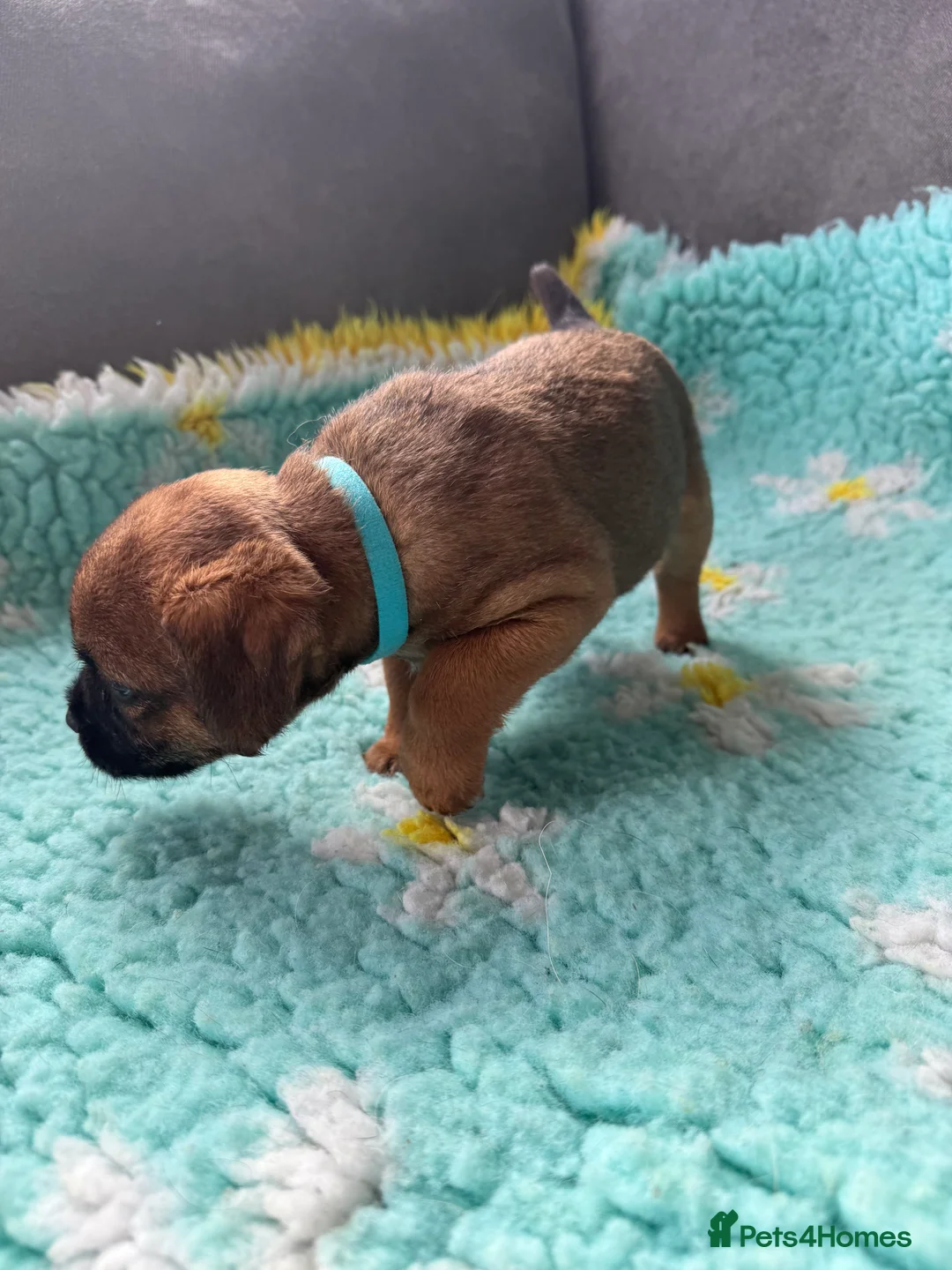 Border Terrier dogs for sale: Border Terriers 4 girls 3 boys  - Advert 11