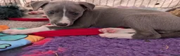 Whippet dogs for sale: KC Reg Whippet Pups-Heart Tested Clear Parents - Advert 25