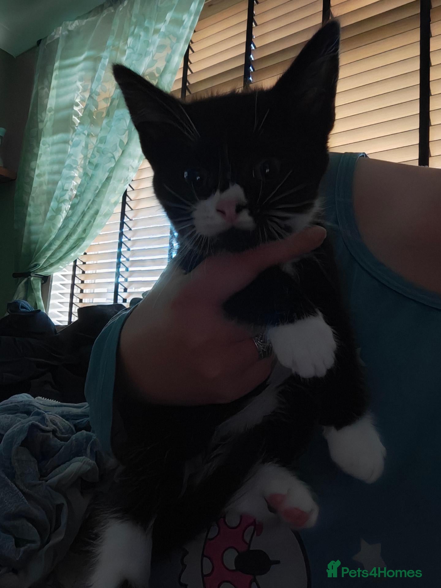 Mixed Breed cats Female Kitten - Advert 7